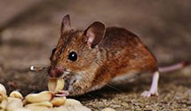 24 Hour & Emergency Exterminators in Stratford, CT